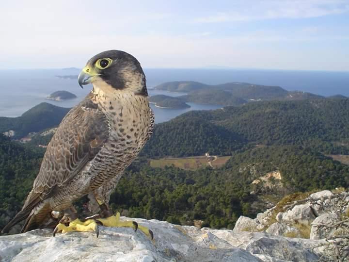Dragovoda Bay 우블리 외부 사진