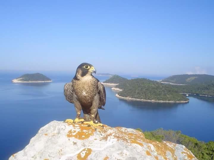 Dragovoda Bay 우블리 외부 사진